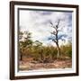 Awesome South Africa Collection Square - Savannah Landscape-Philippe Hugonnard-Framed Photographic Print