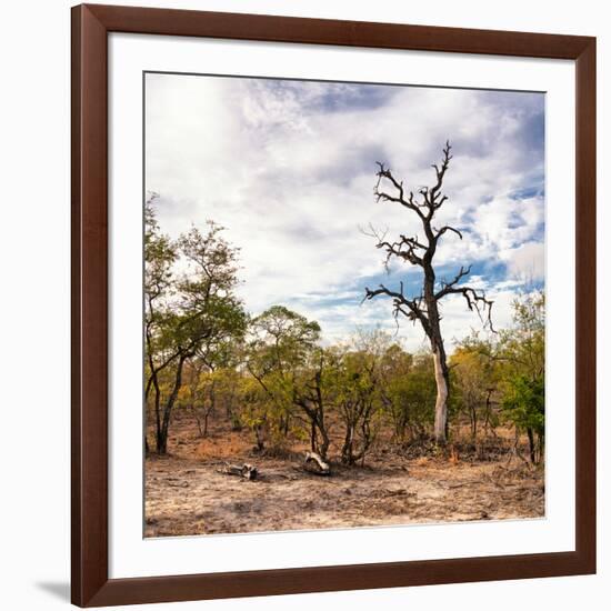 Awesome South Africa Collection Square - Savannah Landscape-Philippe Hugonnard-Framed Photographic Print