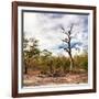 Awesome South Africa Collection Square - Savannah Landscape-Philippe Hugonnard-Framed Photographic Print