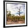 Awesome South Africa Collection Square - Savannah Landscape-Philippe Hugonnard-Framed Photographic Print