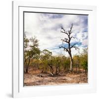 Awesome South Africa Collection Square - Savannah Landscape-Philippe Hugonnard-Framed Photographic Print