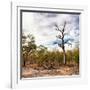 Awesome South Africa Collection Square - Savannah Landscape-Philippe Hugonnard-Framed Photographic Print