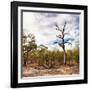 Awesome South Africa Collection Square - Savannah Landscape-Philippe Hugonnard-Framed Photographic Print