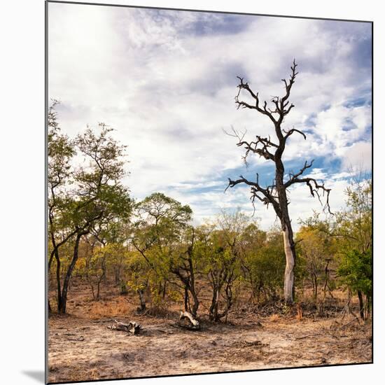 Awesome South Africa Collection Square - Savannah Landscape-Philippe Hugonnard-Mounted Photographic Print