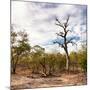 Awesome South Africa Collection Square - Savannah Landscape-Philippe Hugonnard-Mounted Photographic Print