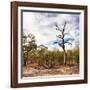 Awesome South Africa Collection Square - Savannah Landscape-Philippe Hugonnard-Framed Photographic Print