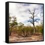 Awesome South Africa Collection Square - Savannah Landscape-Philippe Hugonnard-Framed Stretched Canvas