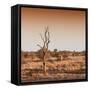 Awesome South Africa Collection Square - Savannah Sunrise-Philippe Hugonnard-Framed Stretched Canvas