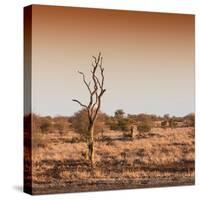 Awesome South Africa Collection Square - Savannah Sunrise-Philippe Hugonnard-Stretched Canvas