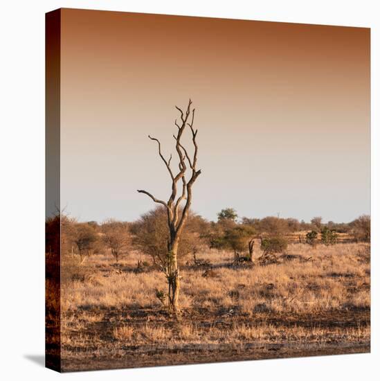 Awesome South Africa Collection Square - Savannah Sunrise-Philippe Hugonnard-Stretched Canvas