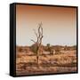 Awesome South Africa Collection Square - Savannah Sunrise-Philippe Hugonnard-Framed Stretched Canvas