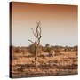 Awesome South Africa Collection Square - Savannah Sunrise-Philippe Hugonnard-Stretched Canvas