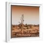 Awesome South Africa Collection Square - Savannah Sunrise-Philippe Hugonnard-Framed Photographic Print