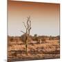 Awesome South Africa Collection Square - Savannah Sunrise-Philippe Hugonnard-Mounted Photographic Print