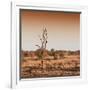 Awesome South Africa Collection Square - Savannah Sunrise-Philippe Hugonnard-Framed Photographic Print