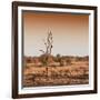 Awesome South Africa Collection Square - Savannah Sunrise-Philippe Hugonnard-Framed Photographic Print