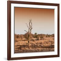 Awesome South Africa Collection Square - Savannah Sunrise-Philippe Hugonnard-Framed Photographic Print