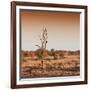 Awesome South Africa Collection Square - Savannah Sunrise-Philippe Hugonnard-Framed Photographic Print