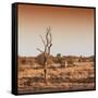 Awesome South Africa Collection Square - Savannah Sunrise-Philippe Hugonnard-Framed Stretched Canvas