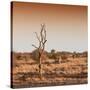 Awesome South Africa Collection Square - Savannah Sunrise-Philippe Hugonnard-Stretched Canvas