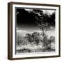 Awesome South Africa Collection Square - Savannah Trees B&W-Philippe Hugonnard-Framed Photographic Print