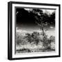Awesome South Africa Collection Square - Savannah Trees B&W-Philippe Hugonnard-Framed Photographic Print