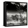 Awesome South Africa Collection Square - Savannah Trees B&W-Philippe Hugonnard-Framed Stretched Canvas