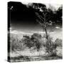 Awesome South Africa Collection Square - Savannah Trees B&W-Philippe Hugonnard-Stretched Canvas