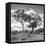Awesome South Africa Collection Square - Savannah Trees II B&W-Philippe Hugonnard-Framed Stretched Canvas