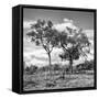 Awesome South Africa Collection Square - Savannah Trees II B&W-Philippe Hugonnard-Framed Stretched Canvas