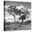 Awesome South Africa Collection Square - Savannah Trees II B&W-Philippe Hugonnard-Stretched Canvas