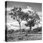 Awesome South Africa Collection Square - Savannah Trees II B&W-Philippe Hugonnard-Stretched Canvas