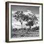 Awesome South Africa Collection Square - Savannah Trees II B&W-Philippe Hugonnard-Framed Photographic Print