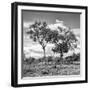 Awesome South Africa Collection Square - Savannah Trees II B&W-Philippe Hugonnard-Framed Photographic Print