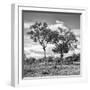 Awesome South Africa Collection Square - Savannah Trees II B&W-Philippe Hugonnard-Framed Photographic Print