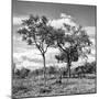 Awesome South Africa Collection Square - Savannah Trees II B&W-Philippe Hugonnard-Mounted Photographic Print