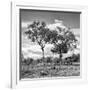 Awesome South Africa Collection Square - Savannah Trees II B&W-Philippe Hugonnard-Framed Photographic Print