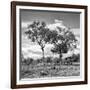 Awesome South Africa Collection Square - Savannah Trees II B&W-Philippe Hugonnard-Framed Photographic Print