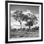 Awesome South Africa Collection Square - Savannah Trees II B&W-Philippe Hugonnard-Framed Photographic Print