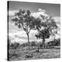 Awesome South Africa Collection Square - Savannah Trees II B&W-Philippe Hugonnard-Stretched Canvas