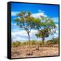 Awesome South Africa Collection Square - Savannah Trees II-Philippe Hugonnard-Framed Stretched Canvas