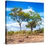 Awesome South Africa Collection Square - Savannah Trees II-Philippe Hugonnard-Stretched Canvas