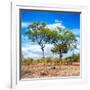 Awesome South Africa Collection Square - Savannah Trees II-Philippe Hugonnard-Framed Photographic Print