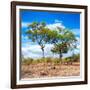 Awesome South Africa Collection Square - Savannah Trees II-Philippe Hugonnard-Framed Photographic Print