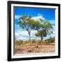 Awesome South Africa Collection Square - Savannah Trees II-Philippe Hugonnard-Framed Photographic Print