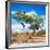 Awesome South Africa Collection Square - Savannah Trees II-Philippe Hugonnard-Framed Photographic Print