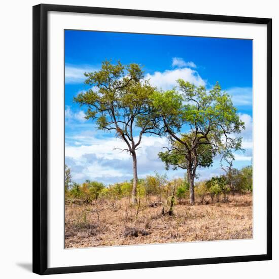 Awesome South Africa Collection Square - Savannah Trees II-Philippe Hugonnard-Framed Photographic Print