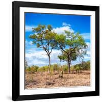 Awesome South Africa Collection Square - Savannah Trees II-Philippe Hugonnard-Framed Photographic Print