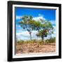 Awesome South Africa Collection Square - Savannah Trees II-Philippe Hugonnard-Framed Photographic Print