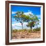 Awesome South Africa Collection Square - Savannah Trees II-Philippe Hugonnard-Framed Photographic Print